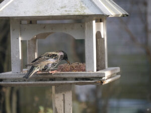 Noch nie habe ich Anfang Februar die ersten Stare im Garten gehabt in Wurzerlsgarten.