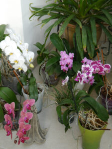 Orchideenblüte im Wintergarten von Wurzerlsgarten