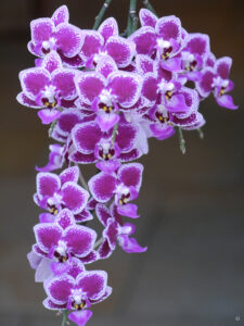 Orchideenblüte im Wintergarten von Wurzerlsgarten
