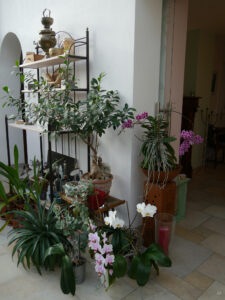 Orchideenblüte im Wintergarten von Wurzerlsgarten