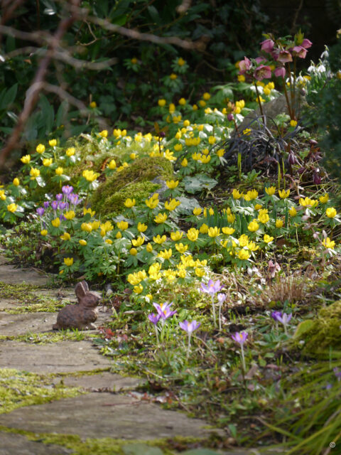 Bachhügel mit Winterlingen