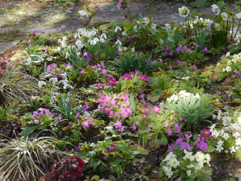 Das Frühlingsbeet in Wurzerlsgarten