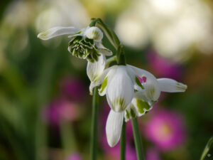 Galanthus plicatus x Galanthus nivalis 'Flore Pleno' 'Desdemona' Wurzerlsgarten