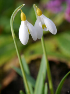 Galanthus 'Primrose Warburg', Wurzerlsgarten
