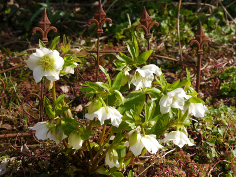 Helleborus niger in Wurzerlsgarten