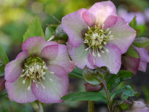 Helleborus x hybridus in Wurzerlsgarten