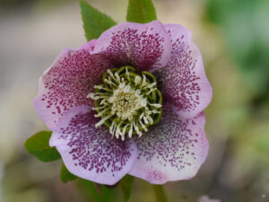 Helleborus x hybridus in Wurzerlsgarten