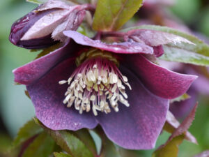 Helleborus x hybridus in Wurzerlsgarten