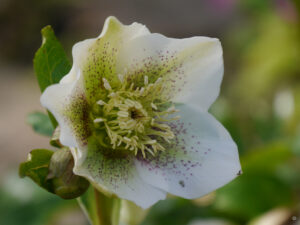 Helleborus x hybridus in Wurzerlsgarten