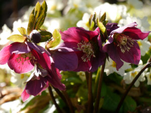 Helleborus x hybridus in Wurzerlsgarten