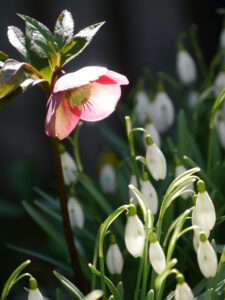 Helleborus x hybridus in Wurzerlsgarten