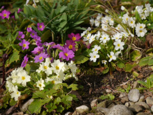 Primeln in Frühlingsbeet in Wurzerlsgarten