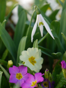 Galanthus mit Primelbegleitung im Frühlingsbeet von Wurzerlsgarten