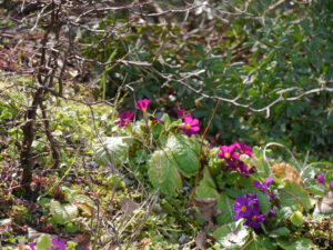 Primeln im Steingarten in Wurzerlsgarten