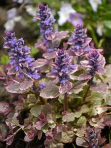 Ajuga reptans 'Burgundy Glow', Wurzerlsgarten