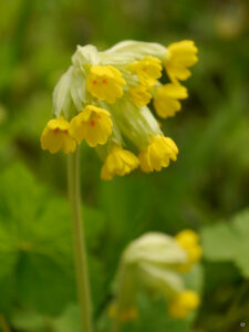 Primula veris, Echte Schlüsselblume, Wurzerlsgarten