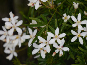 Choisya x dewitteana ‚White Dazzler‘, Orangenblume, Wurzerlsgarten