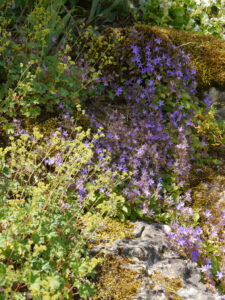 Im Schaugarten der Gärtnerei Augustin, Effeltrich