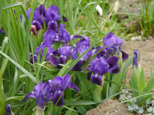Iris x barbata 'Ganea', Zwergiris, Garten Erika Meuthen und Peter Eilerts