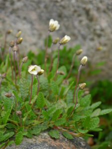 Dryas octopetala, Achtkronblättrige Silberwurz, Garten Erika Meuthen, Peter Eilerts