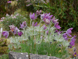 Pulsatilla vulgaris, Küchenschelle, Garten Erika Meuthen, Peter Eilerts