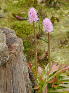 Helonias bullata, Moornelke, Garten Erika Meuthen, Peter Eilerts