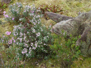 Andromeda polifolia, Rosmarinheide, Garten Erika Meuthen, Peter Eilerts