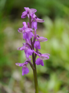 Orchis morio, Kleines Knabenkraut, Garten Erika Meuthen, Peter Eilerts