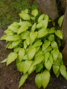 Hosta lancifolia 'Chinese Sunrise', Garten Erika Meuthen, Peter Eilerts
