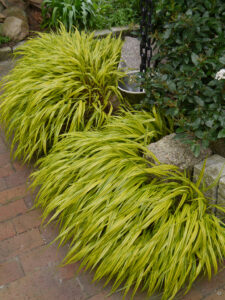 Hakonechloa macra 'Aureola', Garten Erika Meuthen, Peter Eilerts