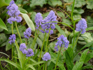 Muscari armeniacum 'Fantasy Creation', Garten Erika Meuthen, Peter Eilerts