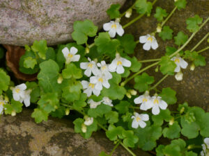 Cymbalaria pallida 'Alba',  Zimbelkraut, Garten Erika Meuthen, Peter Eilerts