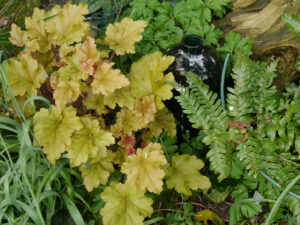 Heuchera, Porzellanblümchen, Garten Erika Meuthen, Peter Eilerts