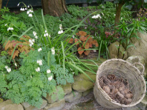 Leucojum aestivum, Garten Erika Meuthen, Peter Eilerts