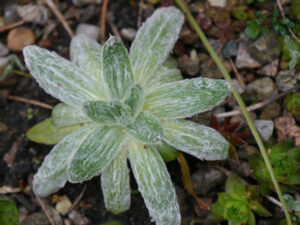 Plantago nivalis, Wolliger Wegerich, Garten Erika Meuthen, Peter Eilerts