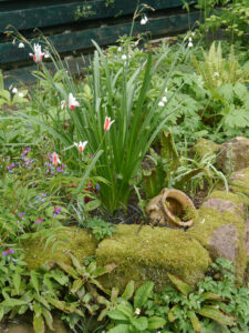 Leucojum aestivum, Tulipa clusiana, Garten Erika Meuthen-Eilerts und Peter Eilerts