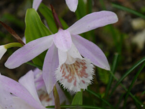 Pleione formosana, Erdorchidee, Garten Erika Meuthen, Peter Eilerts