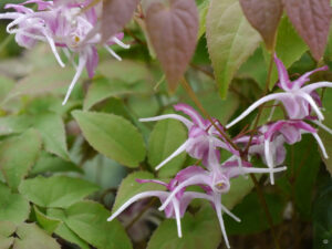 Epimedium grandiflorum 'Queen Esta', Elfenblume, Garten Erika Meuthen, Peter Eilerts