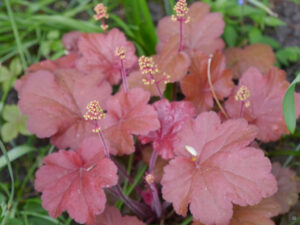 Heuchera Hybride, Garten Erika Meuthen, Peter Eilerts