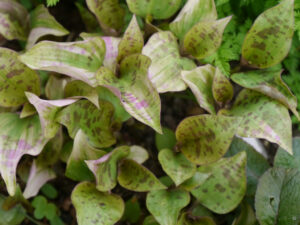 Tinantia pringlei 'Variegated', Garten Erika Meuthen, Peter Eilerts