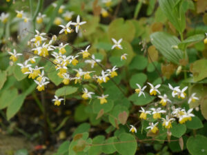 Epimedium 'Moonlight', Elfenblume, Garten Erika Meuthen, Peter Eilerts