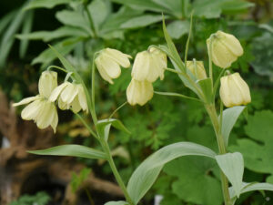 Fritillaria pallidiflora, Garten Erika Meuthen, Peter Eilerts