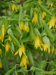 Uvularia grandiflora, Großblumiges Glockenkraut, Garten Erika Meuthen-, Peter Eilerts