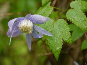 Clematis alpina, Alpenwaldrebe, Garten Erika Meuthen, Peter Eilerts
