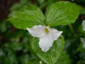 Trillium grandiflora, Großblütige Waldlilie, Garten Erika Meuthen und Peter Eilerts