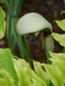 Arisaema ringens, Japanische Kobralilie, Garten Erika Meuthen und Peter Eilerts