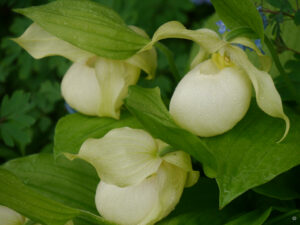 Cypripedium fasciolatum x macranthos album 'Sabine Pastell', cremeweiße Frauenschuhhybride, Garten Erika Meuthen und Peter Eilerts