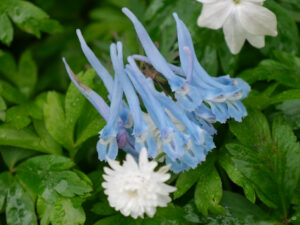 Corydalis flexuosa 'Blue Panda', gebogener Lerchensporn und Anemone nemorosa 'Blue Eyes', Garten Erika Meuthen und Peter Eilerts