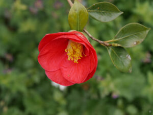 Japanische Kamelie, Camellia japonica Hybr. Garten Karin Brenke-Lehmann