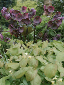 Epimedium und Helleborus im Garten Karin Brenke-Lehmann